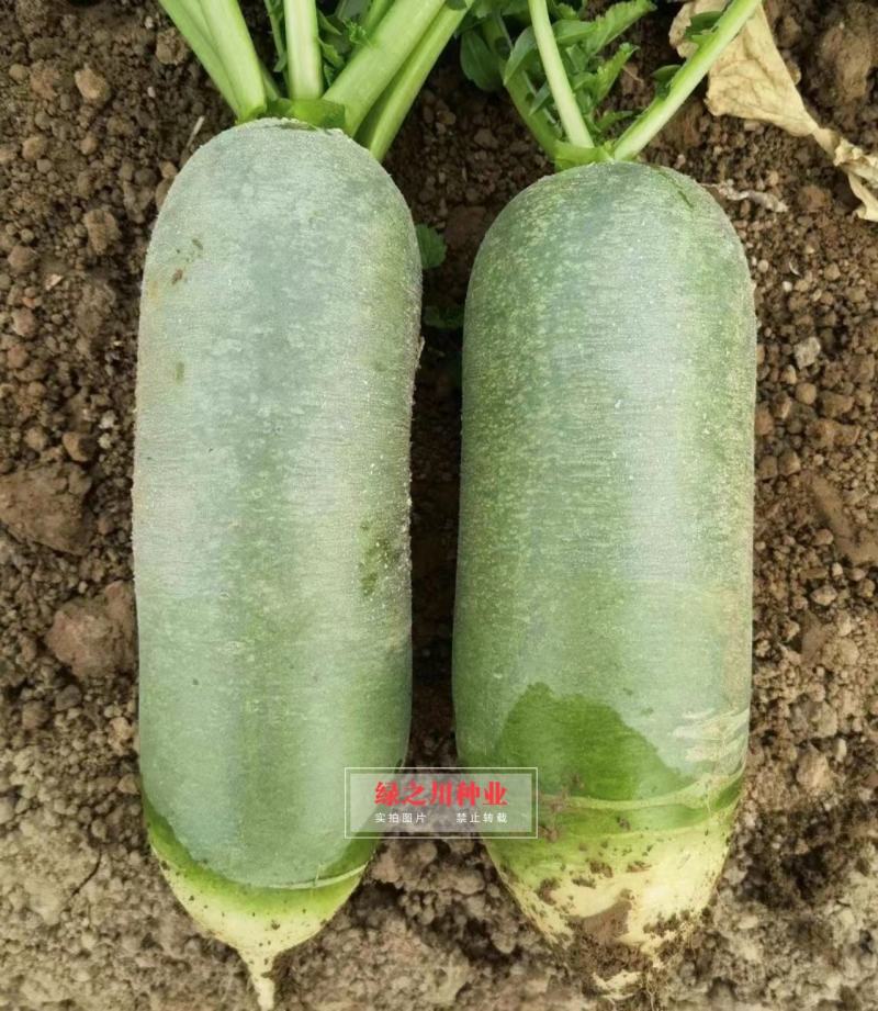 绿皮绿肉水果萝卜种子欧兰德欧雅脆青萝卜种籽脆甜多汁