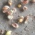 酸枣-野生酸枣，出仁率高，克数大。中条山脉🏔️野生。