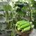 海诺瑞特T19强雌黄瓜种子大刺瘤翠绿色黄瓜种籽高产
