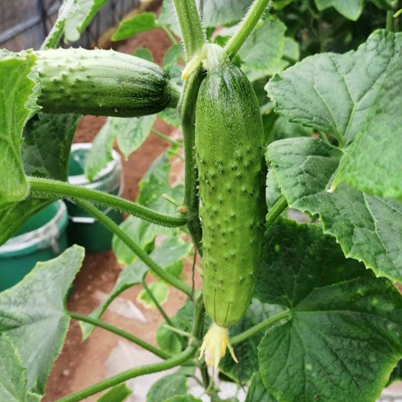 海诺瑞特T19强雌黄瓜种子大刺瘤翠绿色黄瓜种籽高产