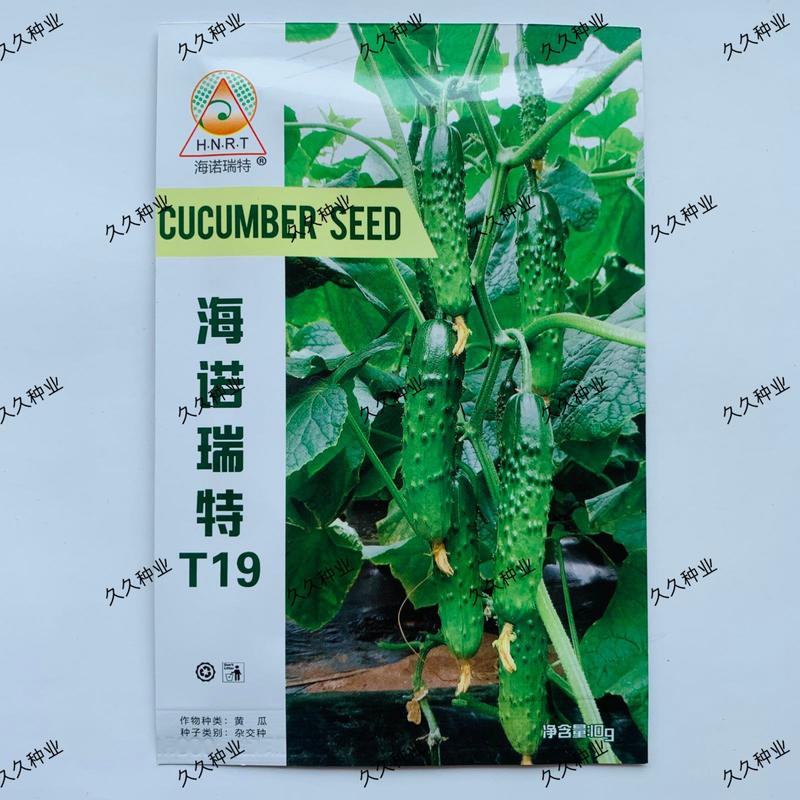 海诺瑞特T19强雌黄瓜种子大刺瘤翠绿色黄瓜种籽高产
