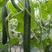 茂盛一号刺黄瓜种子四季播种蔬菜水果黄瓜种子庭院阳台盆栽青