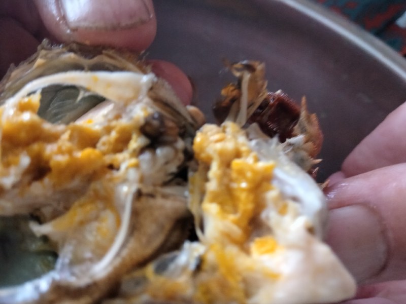 河蟹六月黄，保肥，保证质量，直供团购，辣炒，酒店，自助餐