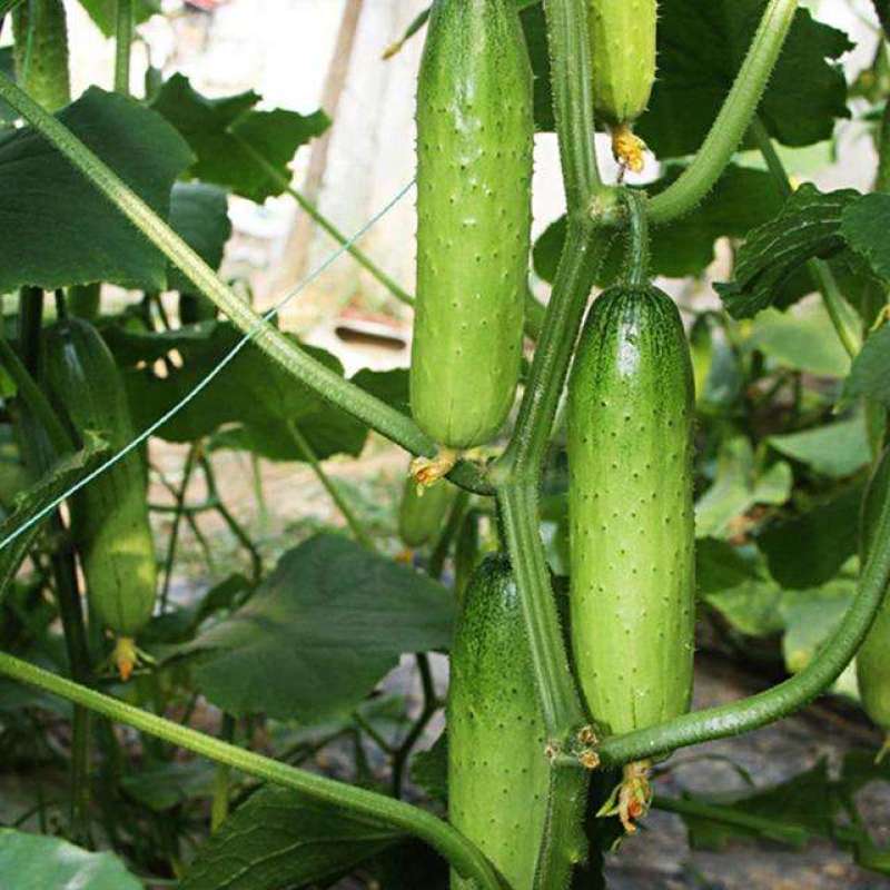 串铃地叶三黄瓜种子中早熟耐热胡瓜唐瓜种籽春秋地架瓜果蔬菜