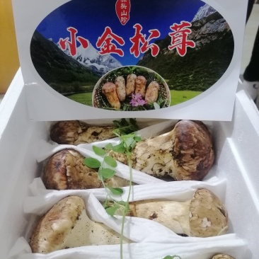 小金松茸