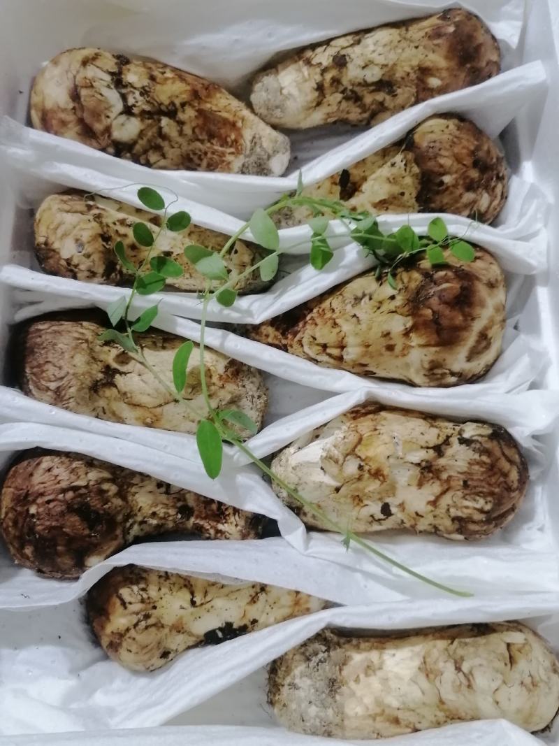 小金松茸