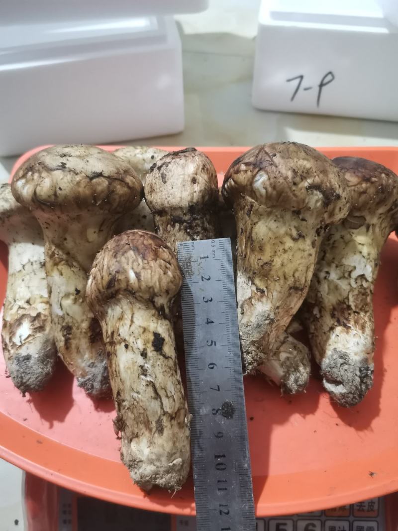 小金松茸