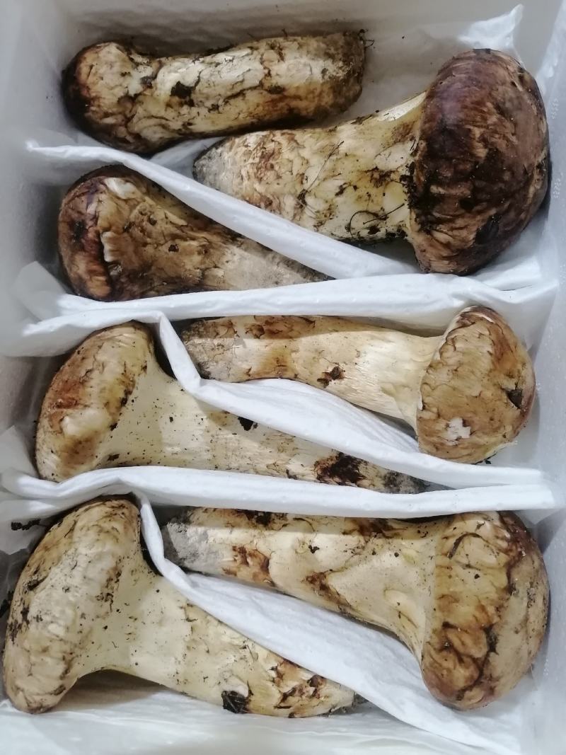 小金松茸