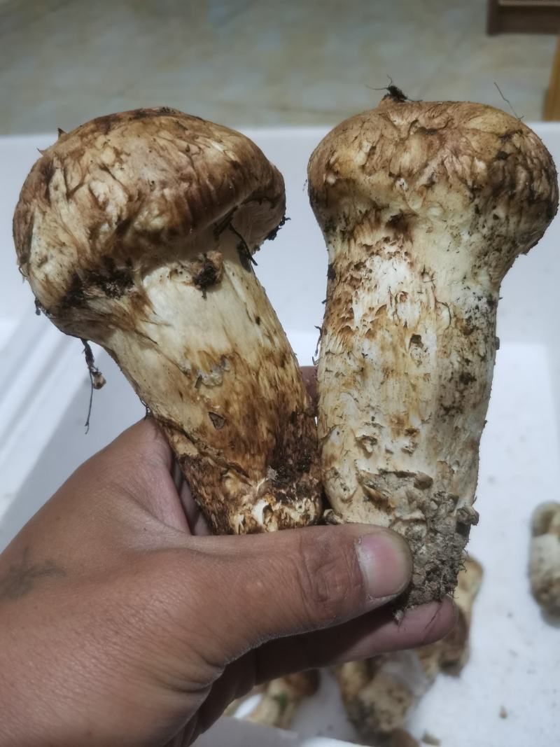 小金松茸