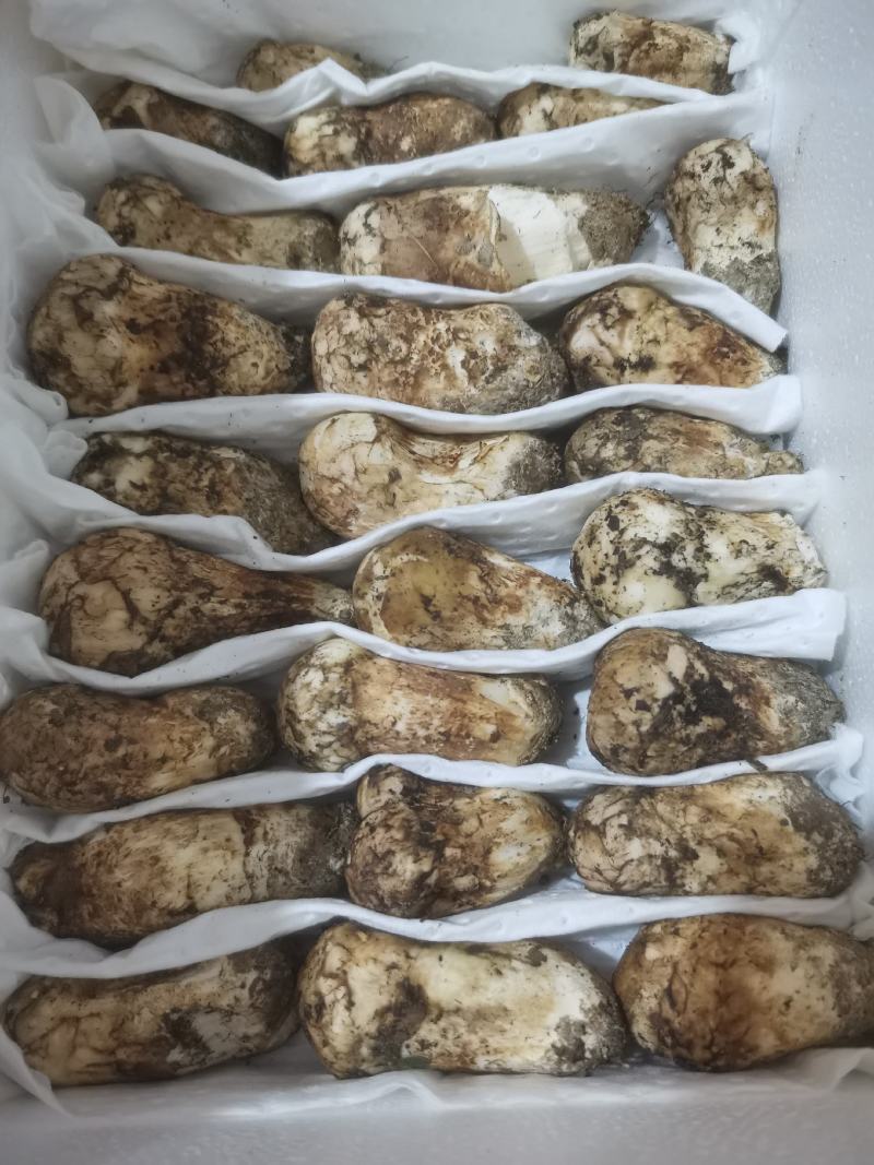 小金松茸