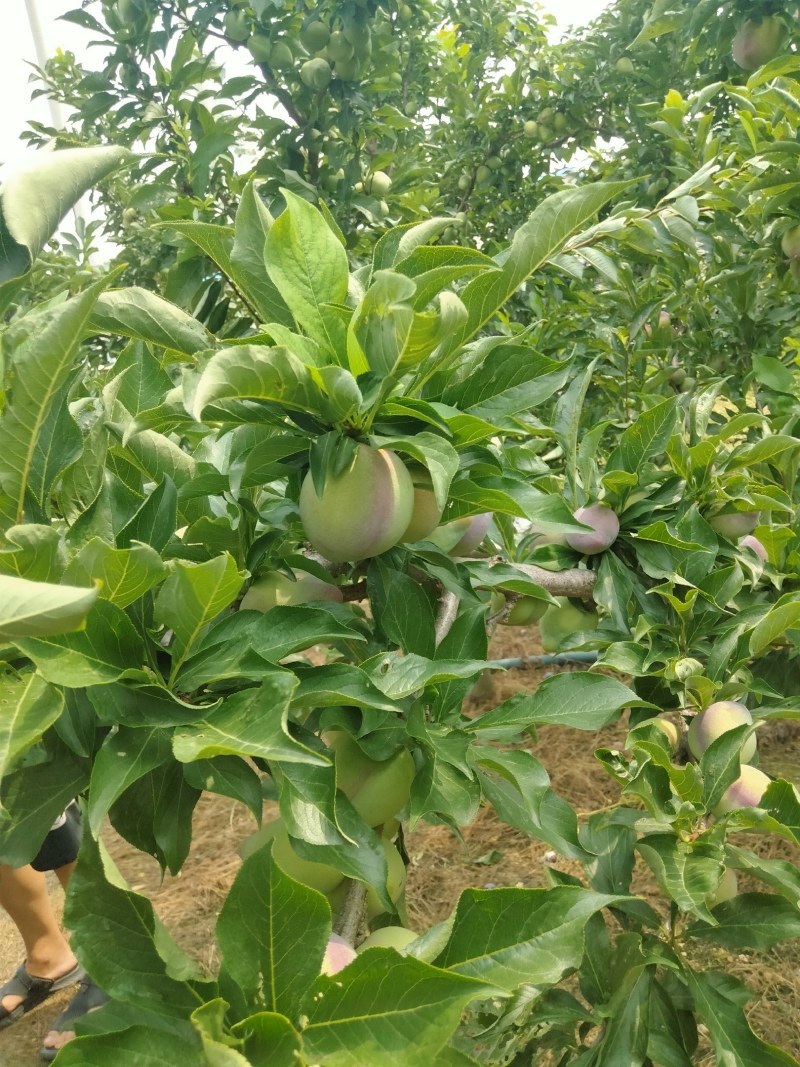 吉胜李子产地货源，皮薄肉厚核小
