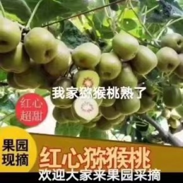 红心红阳猕猴桃