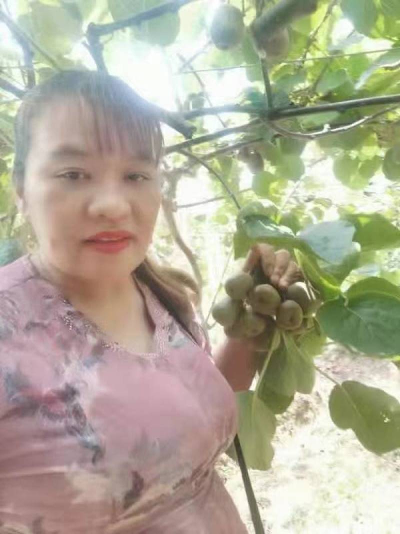 红心红阳猕猴桃