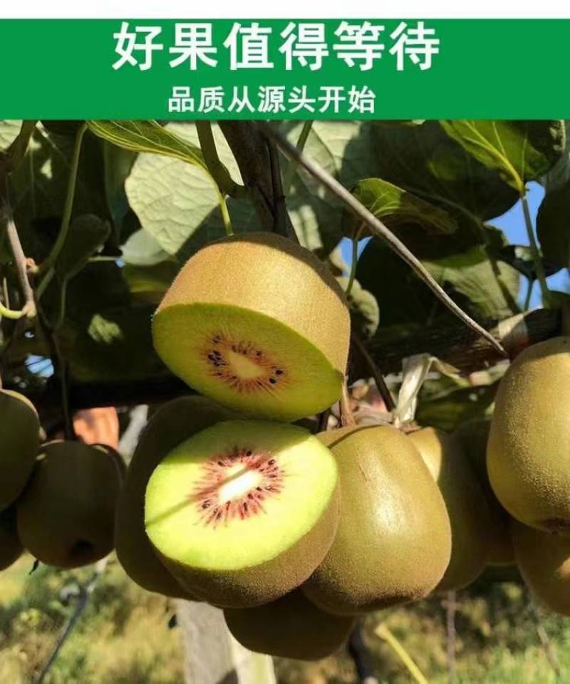 红心红阳猕猴桃