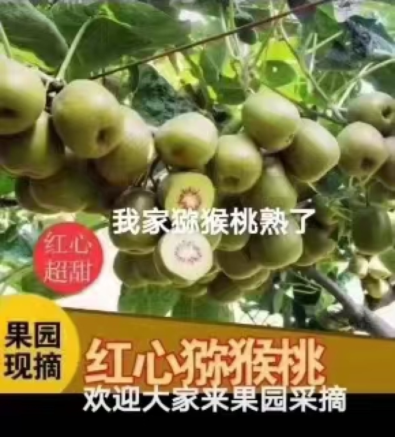 红心红阳猕猴桃