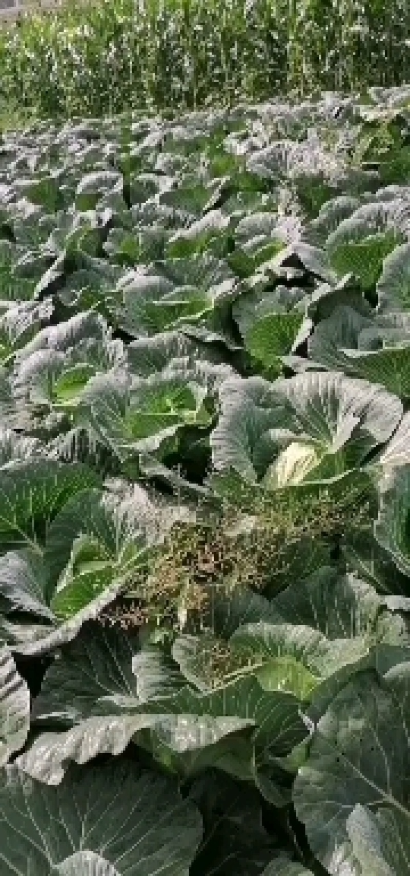 甘蓝