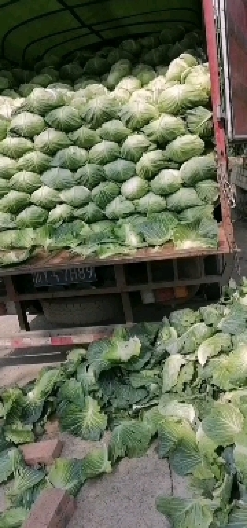 甘蓝