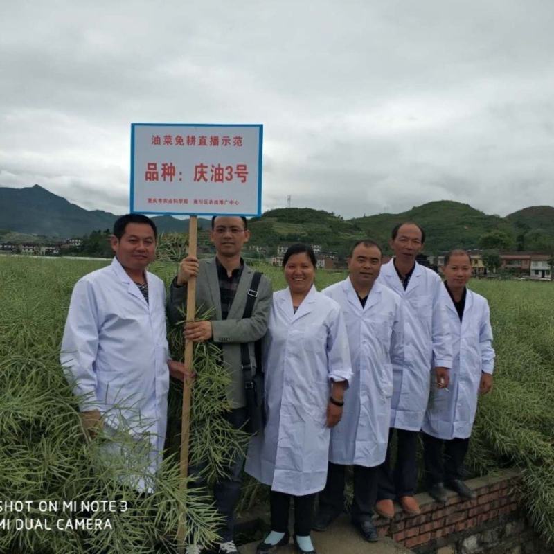 庆油3号油菜种子，100克