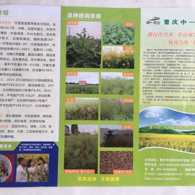 庆油3号油菜种子，100克
