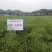 庆油3号油菜种子，100克