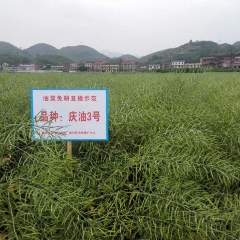 庆油3号油菜种子，100克