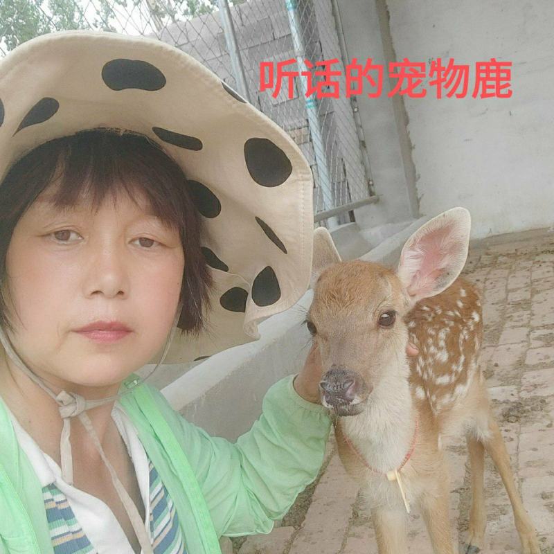 人工喂养梅花鹿崽亲人听话鹿苗种鹿宠物鹿萌宠馆