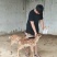 人工喂养梅花鹿崽亲人听话鹿苗种鹿宠物鹿萌宠馆