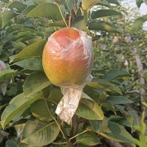 山东阳信媚梨七号果皮薄核小甘甜无渣
