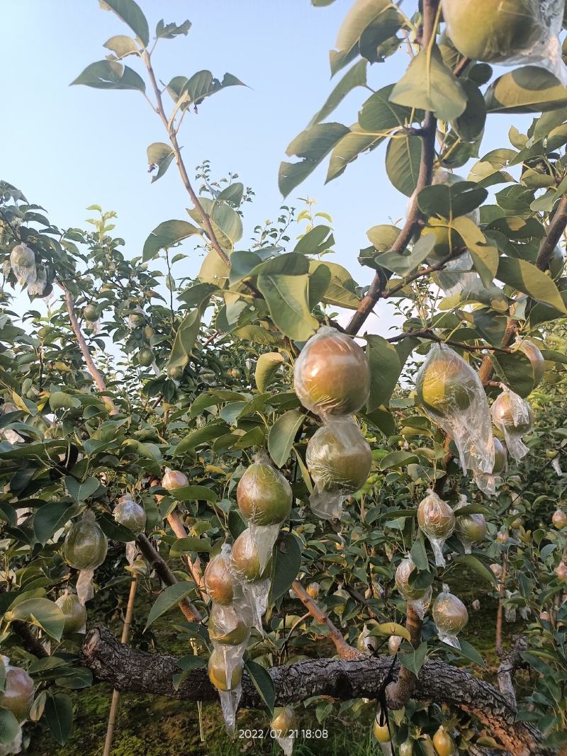 山东阳信媚梨七号果皮薄核小甘甜无渣