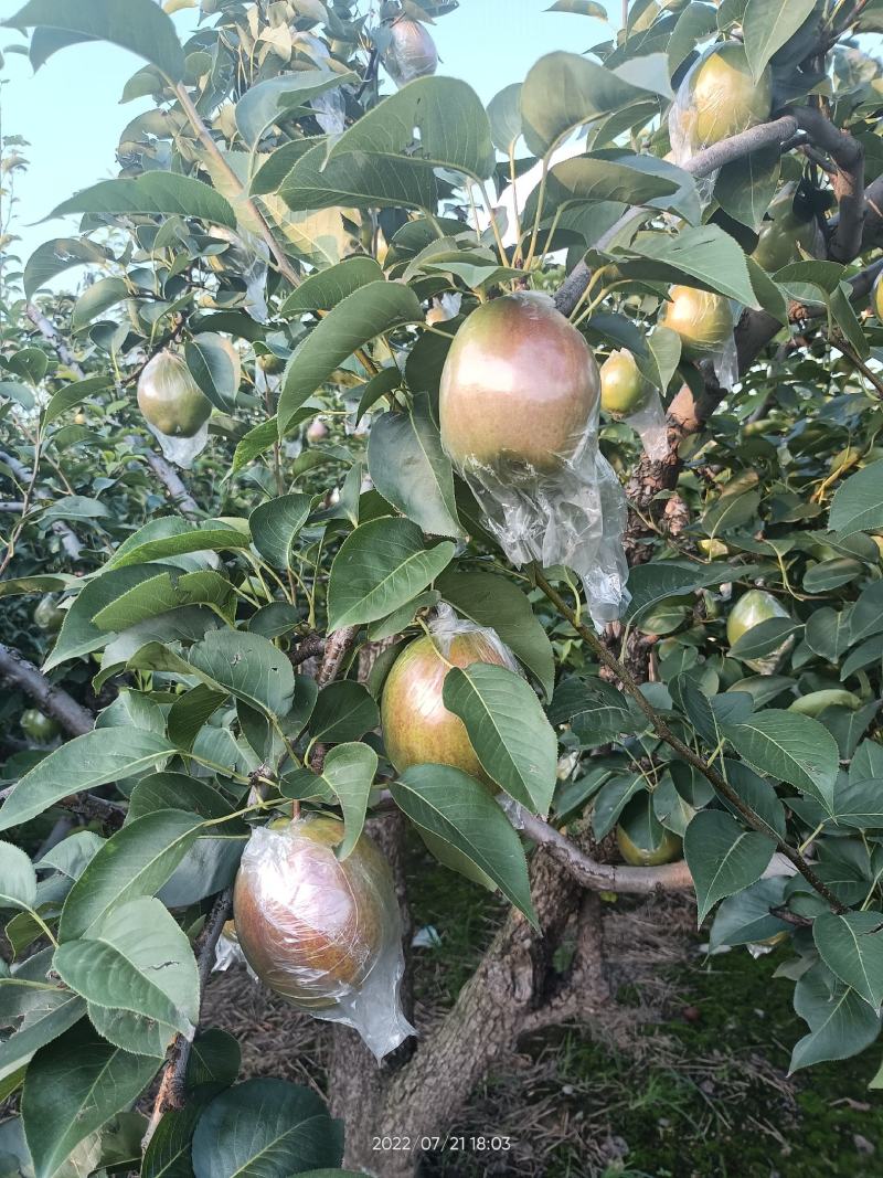 山东阳信媚梨七号果皮薄核小甘甜无渣