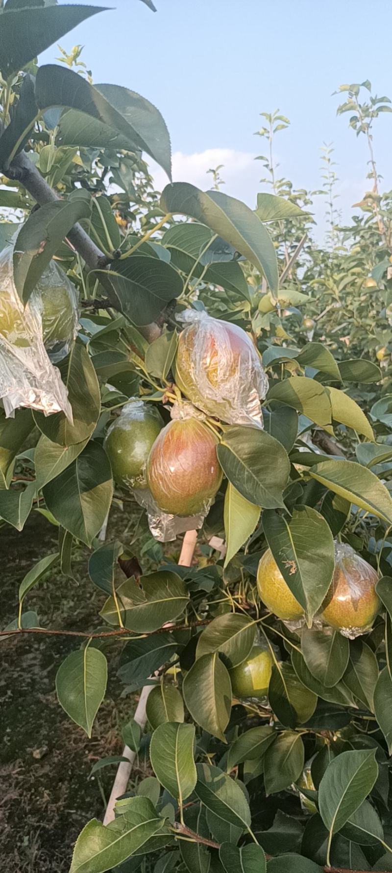 山东阳信媚梨七号果皮薄核小甘甜无渣