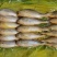 黄花鱼3-4两2-3两