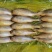 黄花鱼3-4两2-3两