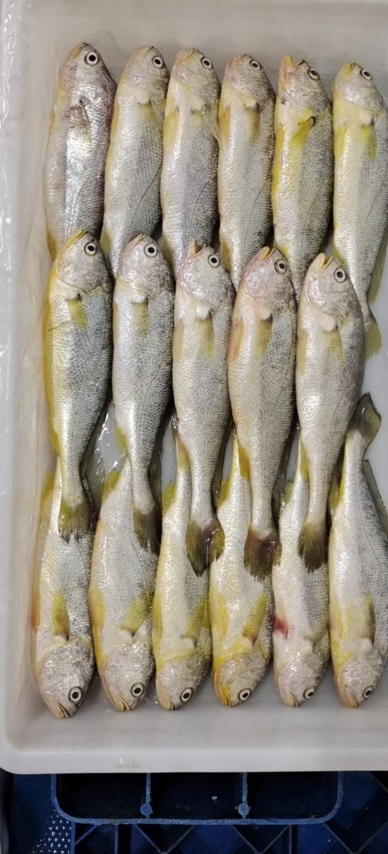 黄花鱼3-4两2-3两
