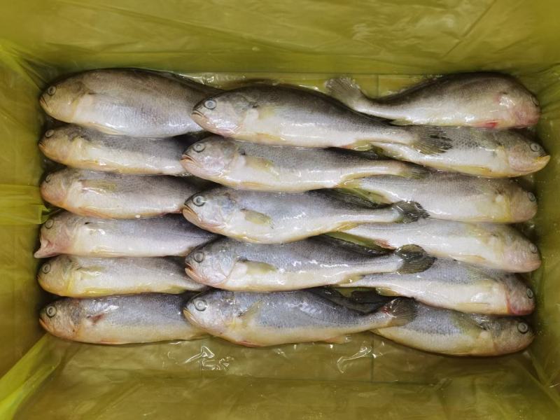 黄花鱼3-4两2-3两