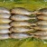 黄花鱼3-4两2-3两