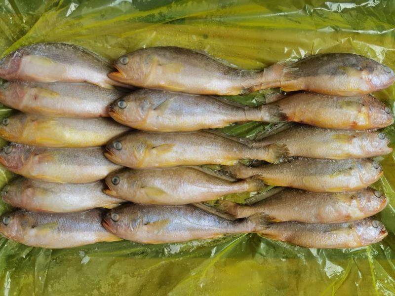 黄花鱼3-4两2-3两