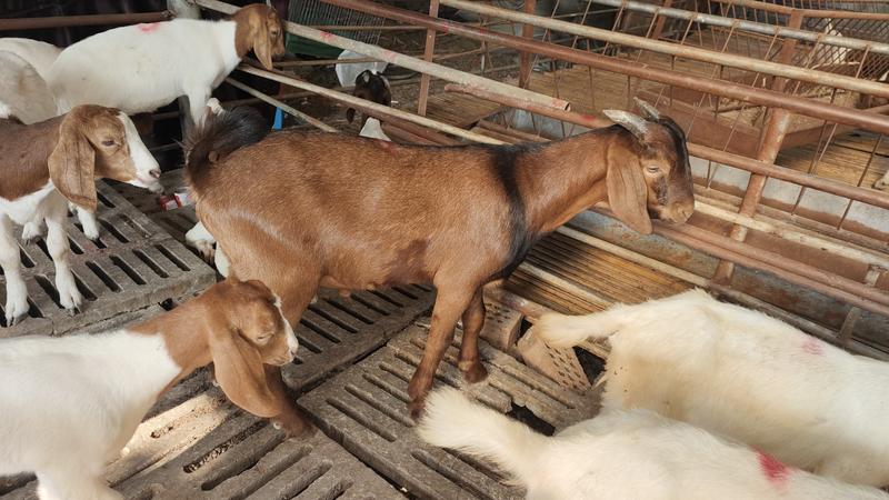 努比亚黑山羊，怀孕母羊，羔羊，全国包邮，包技术，包成活