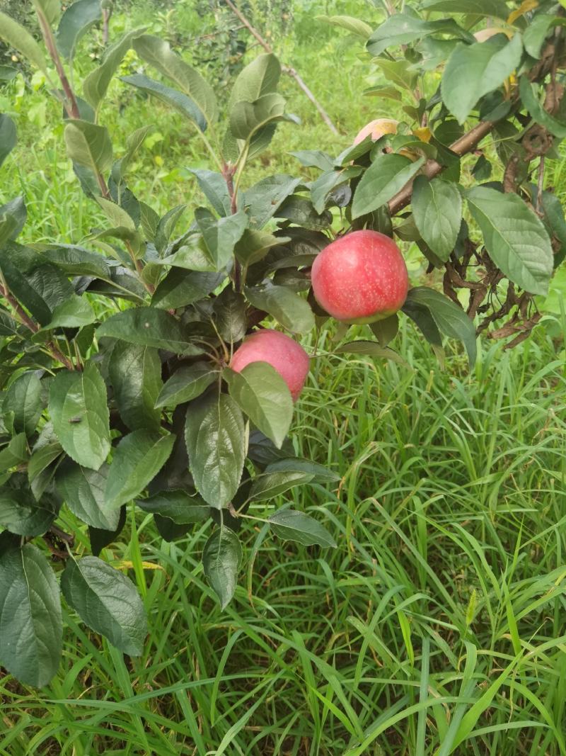 鲁丽苹果