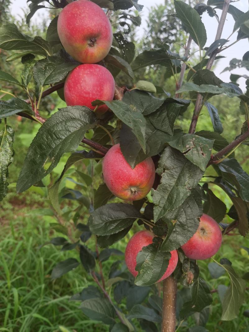 鲁丽苹果