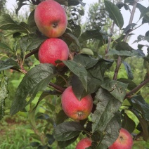 鲁丽苹果