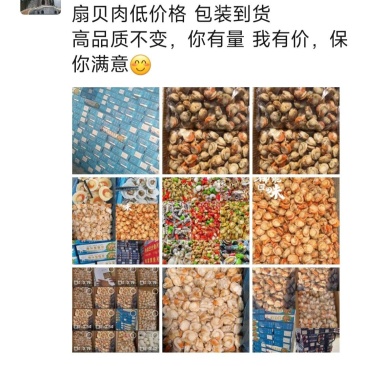 扇贝各种规格的扇贝肉