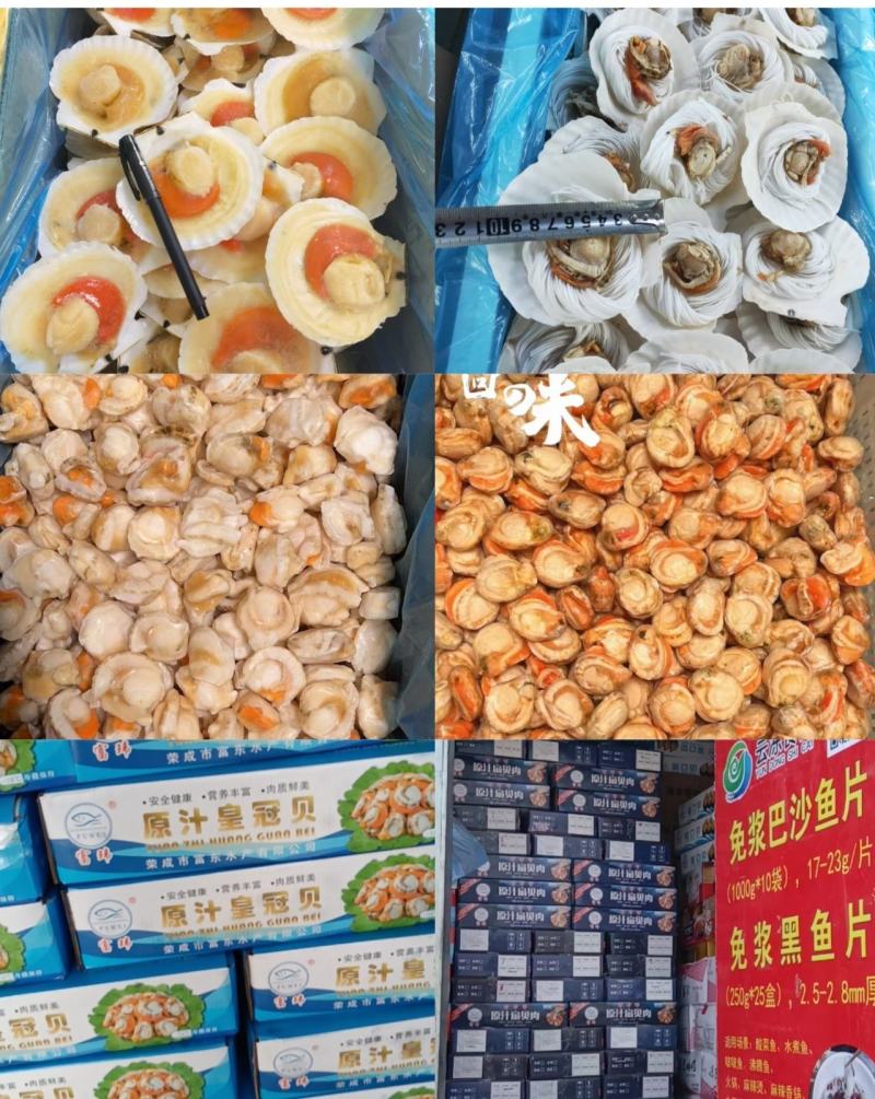扇贝各种规格的扇贝肉