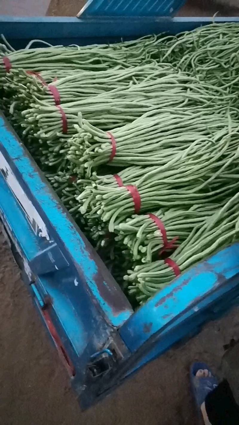 产地长豆角大量上市，价格便宜质量好，供应全国各地