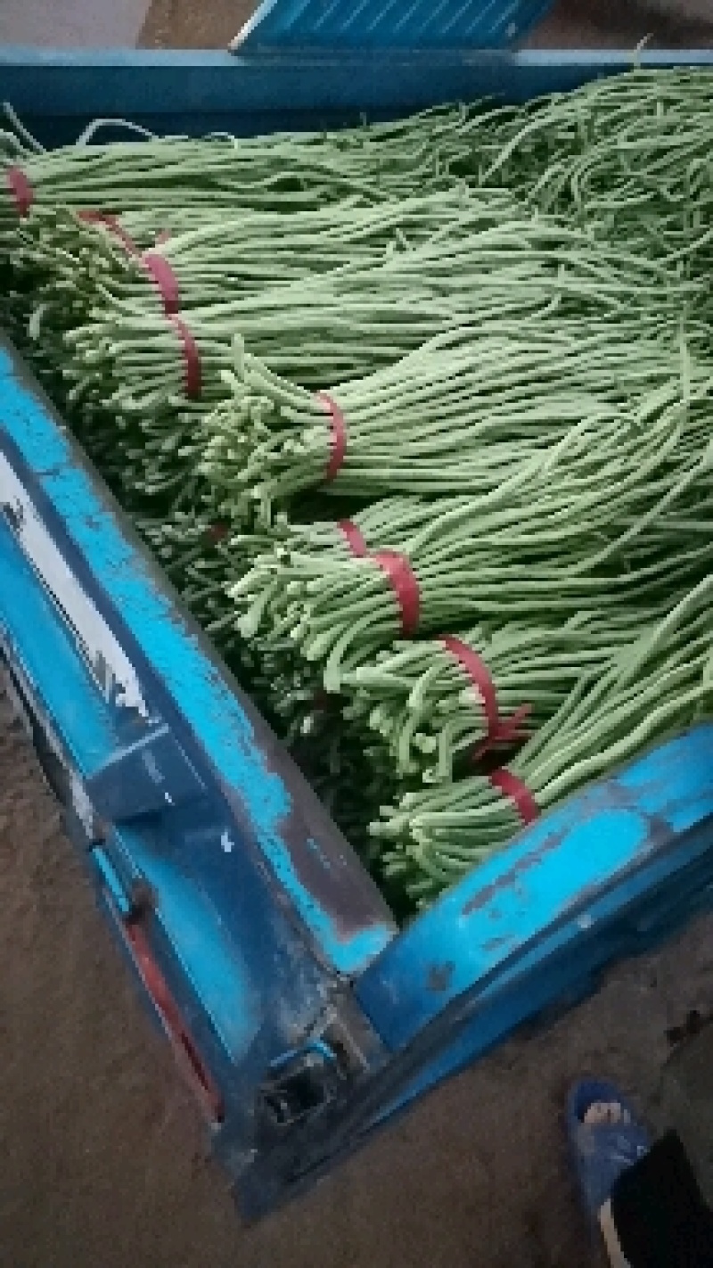 产地长豆角大量上市，价格便宜质量好，供应全国各地