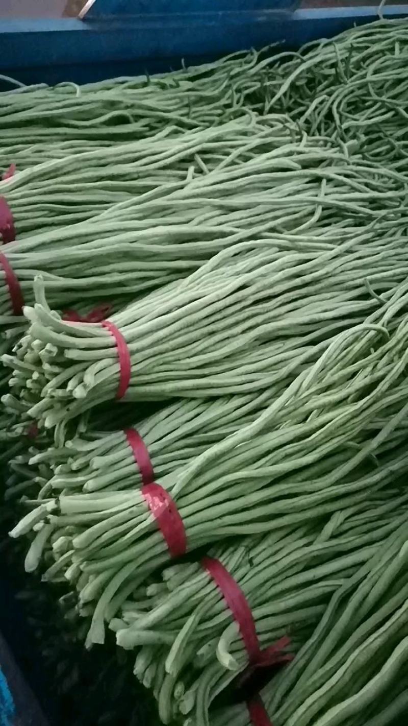 产地长豆角大量上市，价格便宜质量好，供应全国各地
