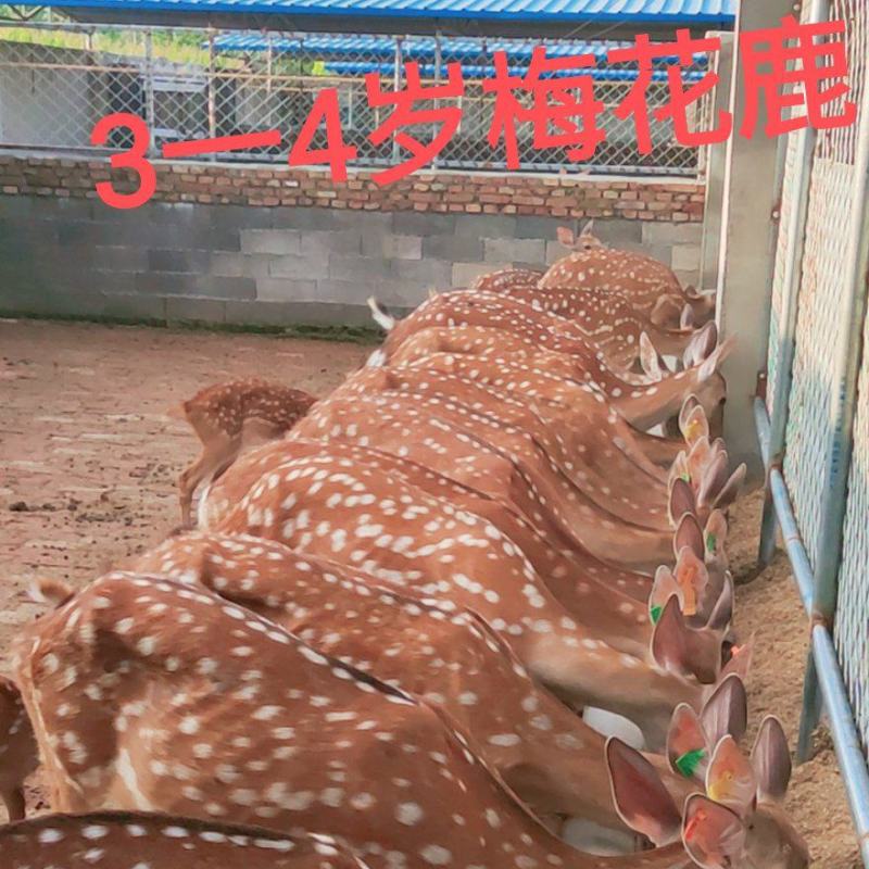 梅花鹿二岁子今年秋后配种明年产崽，梅花鹿饲料来源广泛