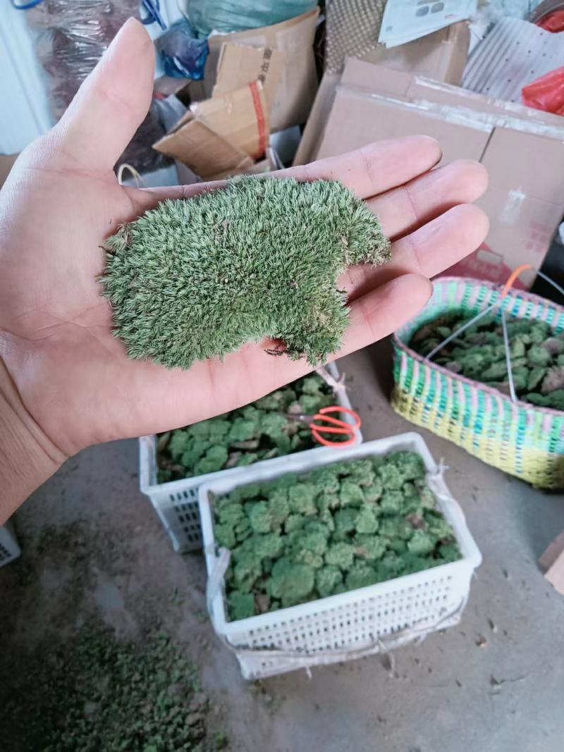 长期出售各种青苔，苔藓，大灰藓，白发藓等……