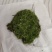 长期出售各种青苔，苔藓，大灰藓，白发藓等……