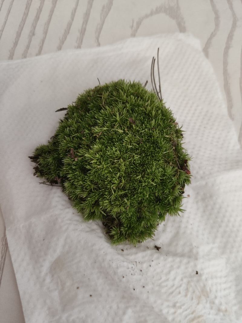 长期出售各种青苔，苔藓，大灰藓，白发藓等……